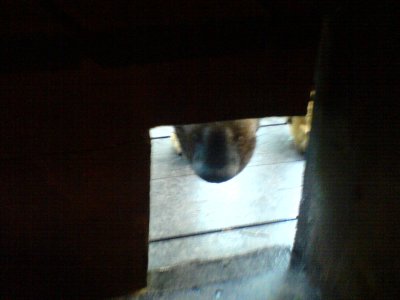 Koera nospel ukse kassiaugus :)